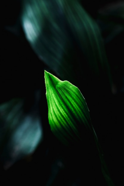 Detail of tropical dark leaf