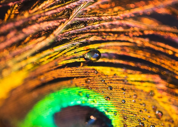 Free photo detail of water droplets on the peacock feather