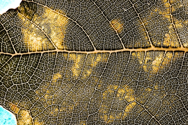 Free Photo detail of a yellow leaf