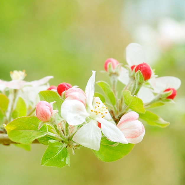 Detailed flower background