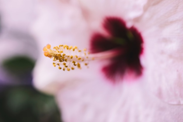 Free Photo detailed pink flower