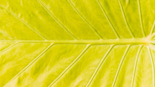 Free photo detailed texture of a yellow tropical leaf