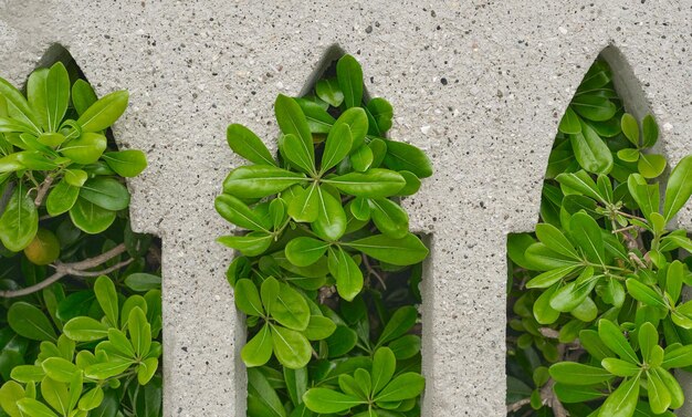 Details of a Gothicstyle fence overgrown with evergreen bushes idea for a background or screen travel time and holidays in popular places of the Dodecanese archipelago Greece