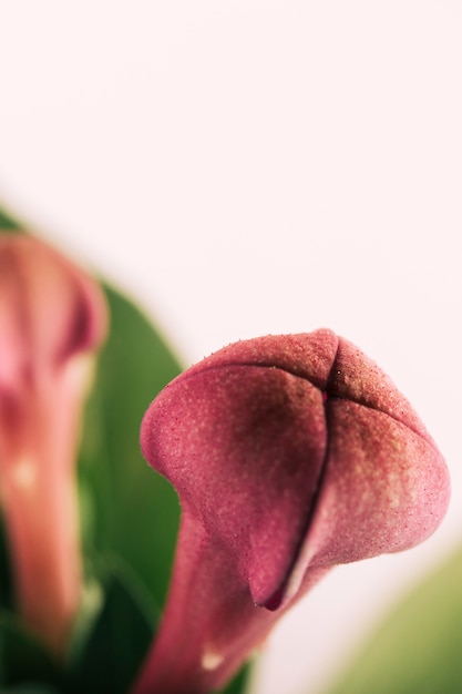 Free photo details of lilac bud