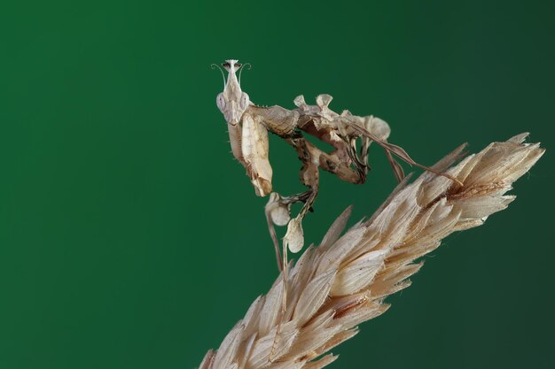 Devils Flower Mantis closeup on dry wheat Idolomantis diabolica closeup