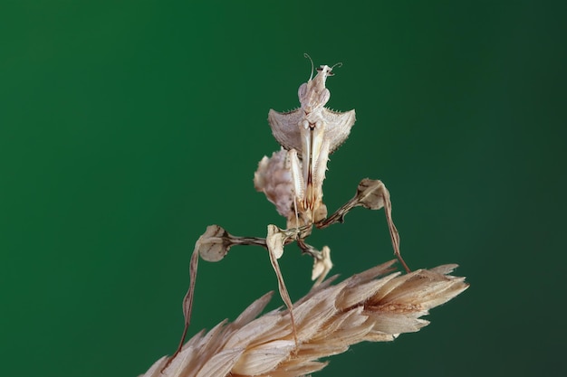 Free Photo devils flower mantis closeup on dry wheat