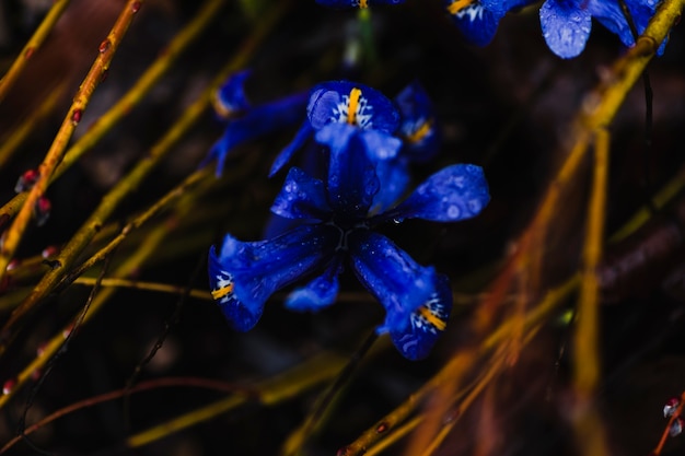 Free Photo dew on blue flowers