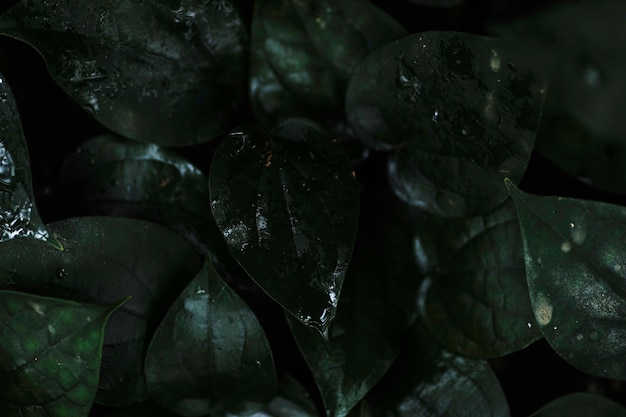 Free photo dew on dark leaves