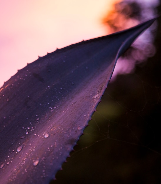 Free photo dew drop on cactus plant in early morning at costa rica rainforest