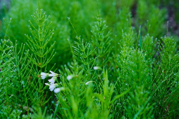 Dew drops on green horsetail closeup selective focus Lush green grass in raindrops spring forest natural background