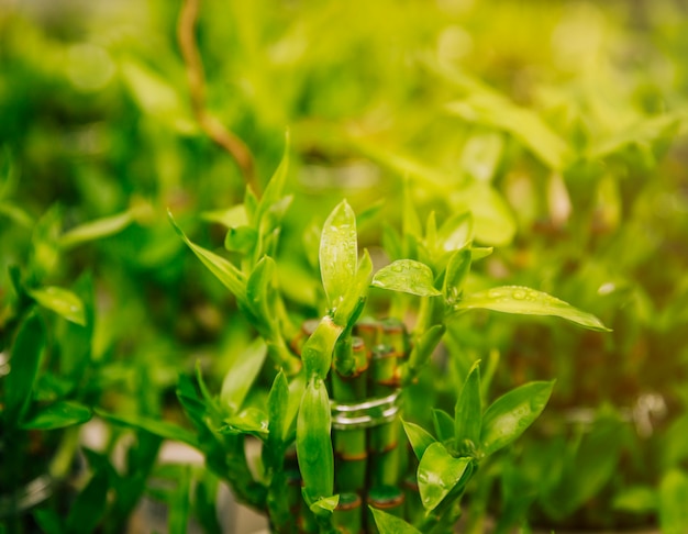 Free photo dew drops on lucky bamboo plant