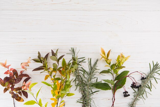 Different plant branches scattered on table