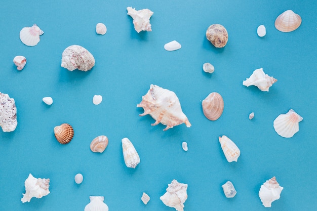 Free photo different sea shells on table