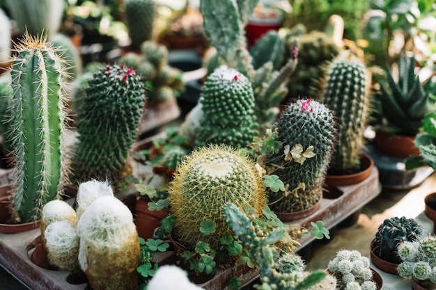 Free photo different type of cactus plants growing in greenhouse