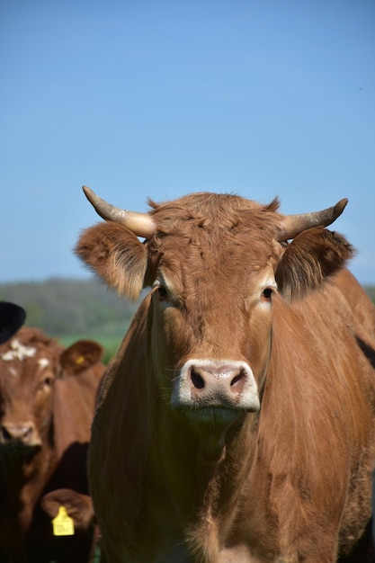 Direct look into the face of a cow with small horns.