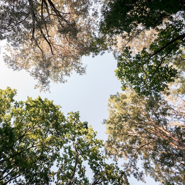 Free Photo directly below of tree branch in garden