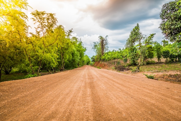 Dirt road in the forest