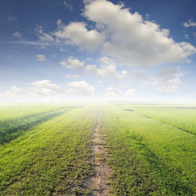 Dirt road in a meadow