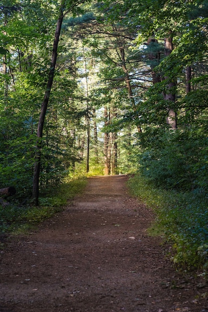 Dirt road in the middle of the forest on a sunny day with forest trees in the background