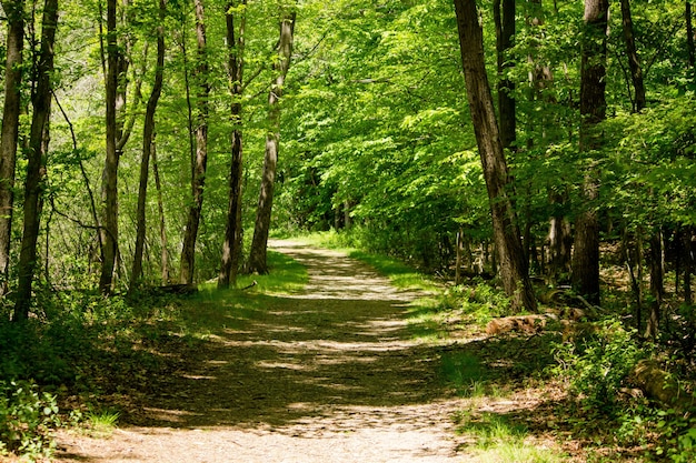 Free Photo dirt road in the middle of  forest trees on a sunny day