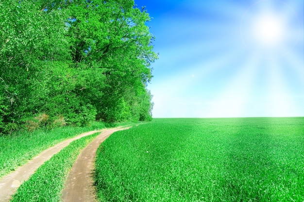 Dirt way in a green field with sun