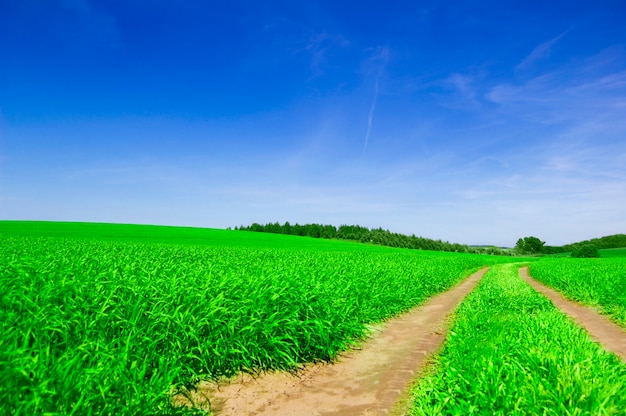 Dirt way in a green field