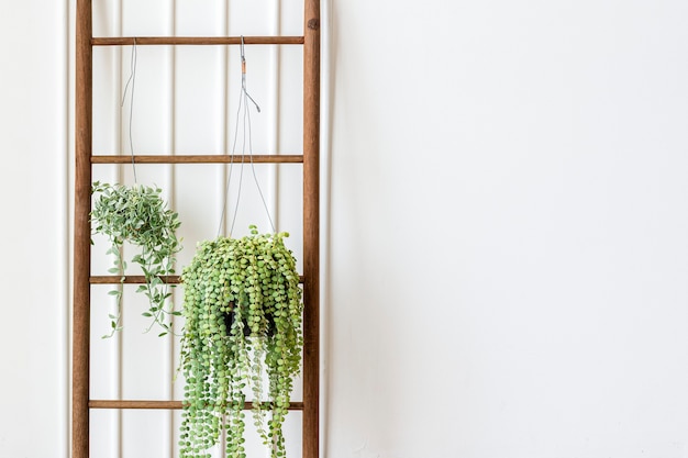 Dischidia oiantha white diamond plants hanging on a wooden ladder