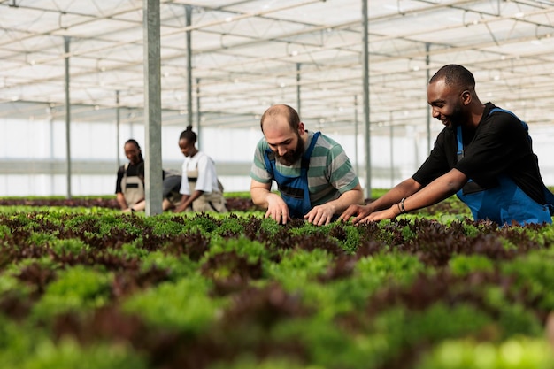 Free photo diverse men and women working in greenhouse inspecting green plants crop for pests and damage for quality control. group of bio farm workers cultivating different types of lettuce and microgreens.