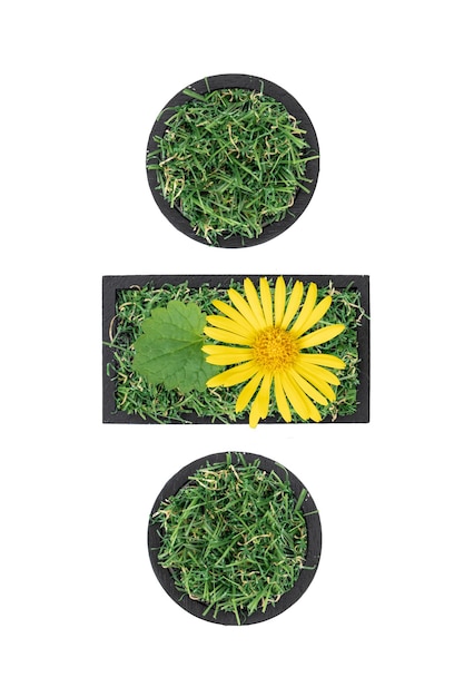 Division sign made of green grass and flower isolated