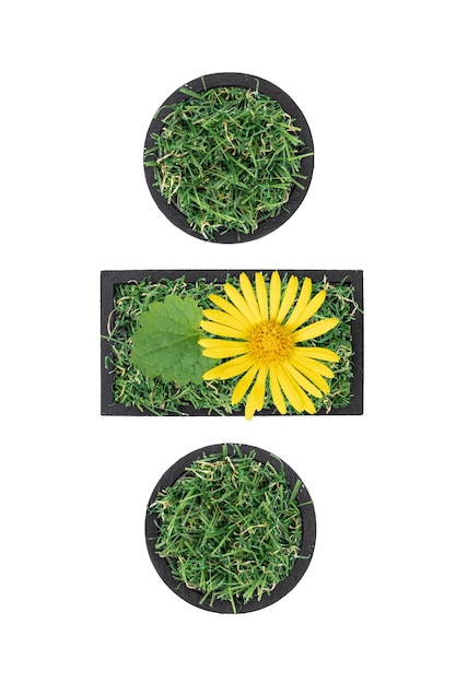 Free photo division sign made of green grass and flower isolated