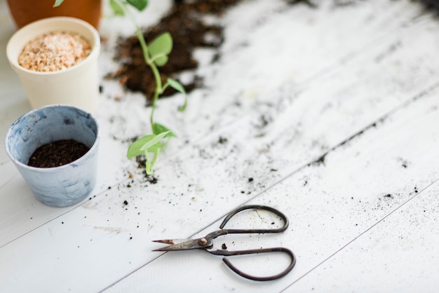 Free photo diy gardening scissor on soiled table with potted plants