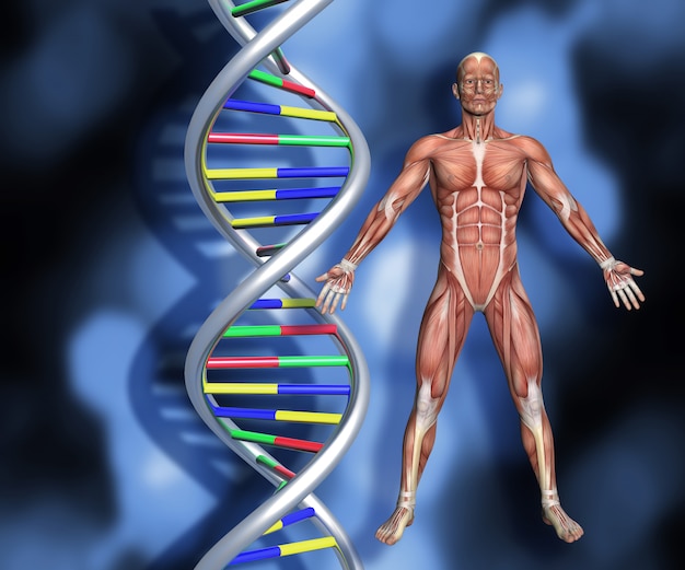 Free Photo dna strands with 3d male figure with muscle map