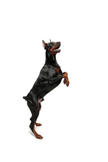 Doberman dog Isolated on white background in studio. The domestic pet concept