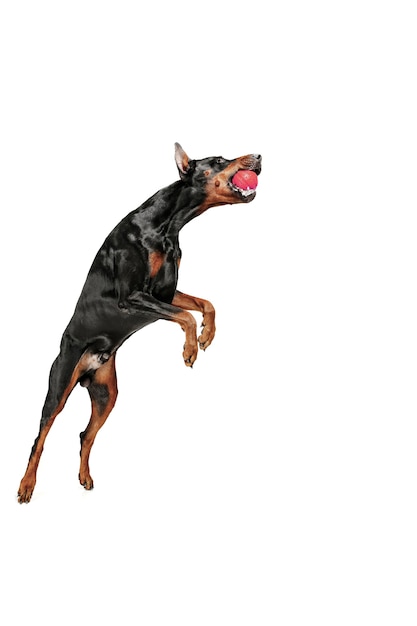 Doberman dog Isolated on white background in studio. The domestic pet concept