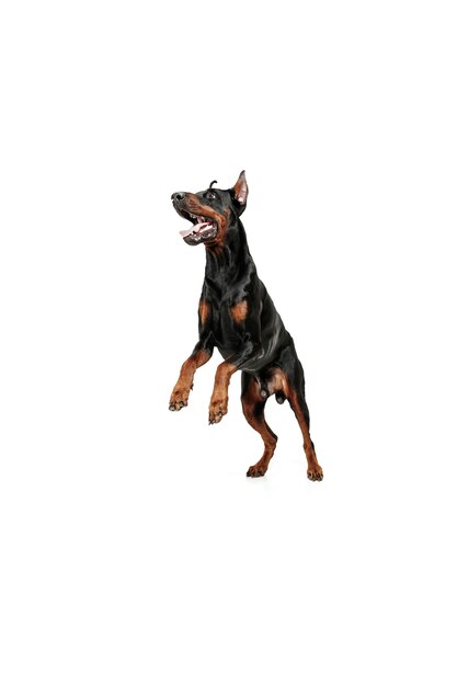 Doberman dog Isolated on white background in studio. The domestic pet concept