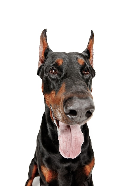 Doberman dog Isolated on white background in studio. The domestic pet concept