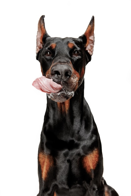 Free photo doberman dog isolated on white background in studio. the domestic pet concept