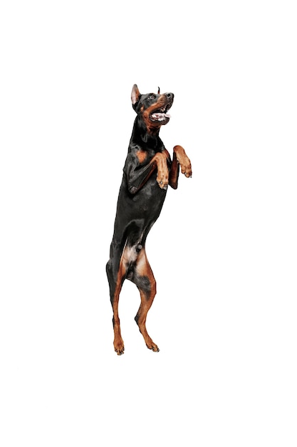 Free photo doberman dog isolated on white in studio.