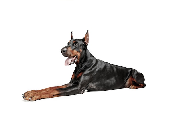 Free photo doberman dog isolated on white in studio.