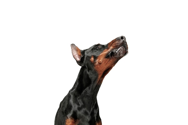 Doberman dog Isolated on white wall in studio