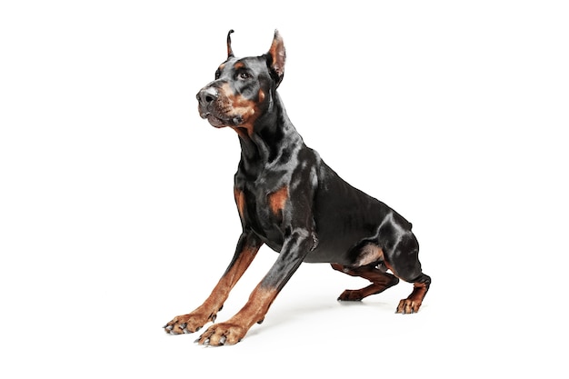 Free Photo doberman dog isolated on white wall in studio