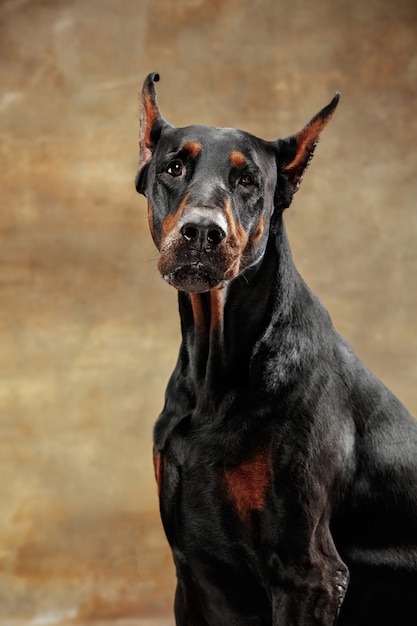 Doberman Pinscher, funny emotional dog on studio background