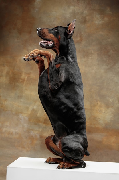 Free Photo doberman pinscher on studio wall