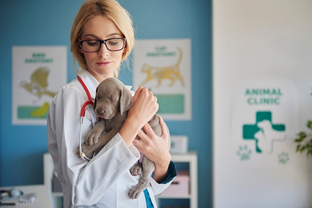 Free Photo doctor carrying a little gray puppy