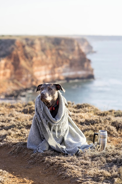 Free photo dog being covered with a blanket