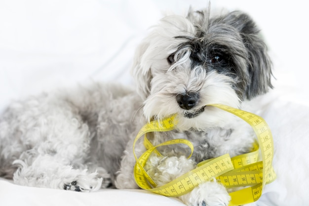 Dog biting a measuring tape in the snow