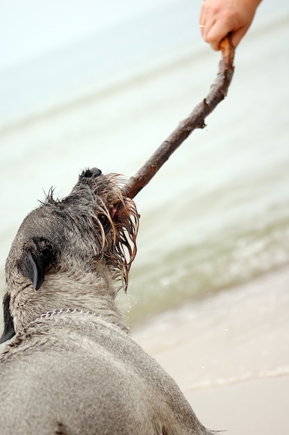 Dog biting a stick