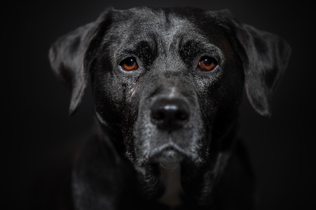 Dog close up portrait on dark wall