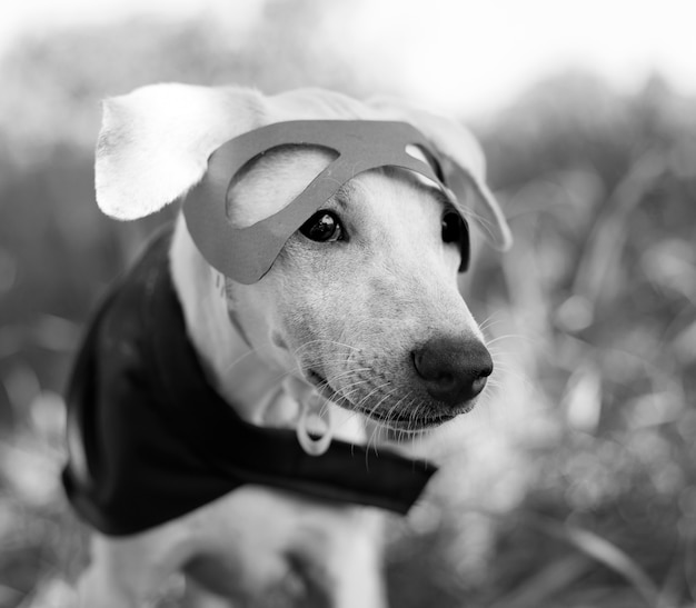 Free Photo dog costume breed canine friend mammal animal