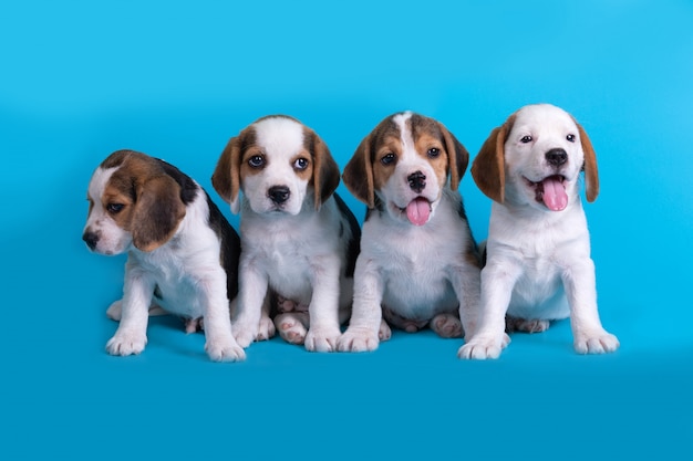 Free Photo dog,cute of group of beagle puppy sitting and panting